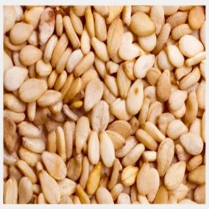 Sesame seed