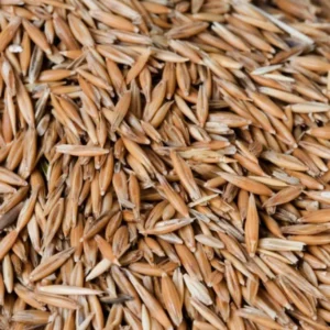 Wheat